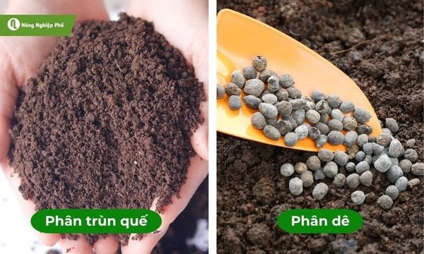 Phân dê và phân trùn quế đều mang lợi ích cho cây trồng
