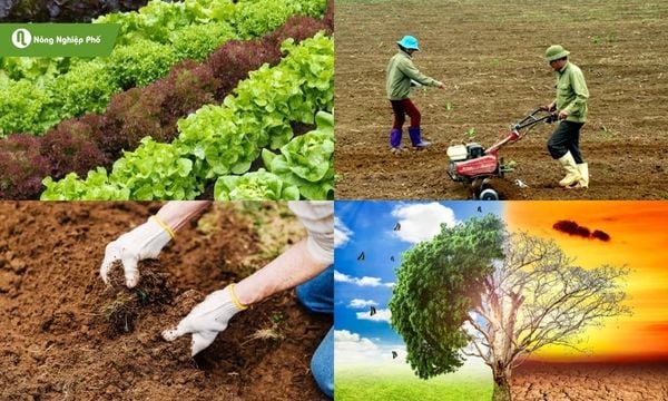 Nên lựa chọn loại phân phù hợp với mỗi mục đích sử dụng