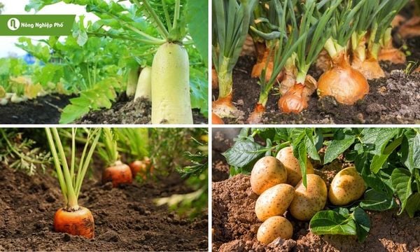 Phân bò và phân gà cung cấp chất dinh dưỡng cho cây củ phát triển tốt