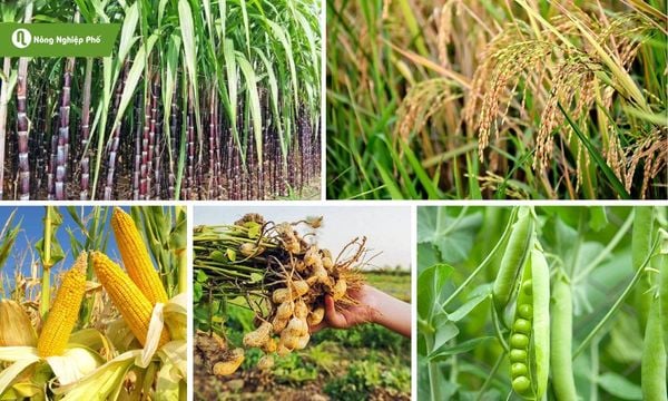 Cây công nghiệp ngắn ngày đều cần sử dụng phân bò và phân gà