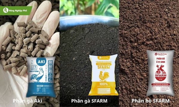 Phân gà và phân bò - Loại nào tốt hơn cho cây trồng