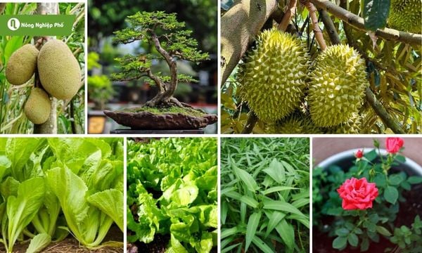 Để từng loại cây phát triển tốt việc chọn phân gà hay phân bò cũng rất quan trọng