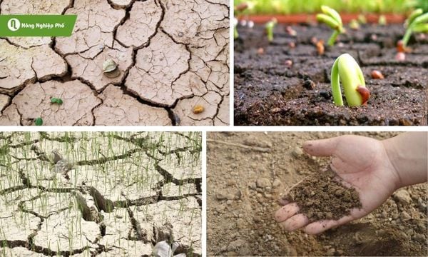 Phân gà và phân bò giúp cải thiện tình trạng của đất