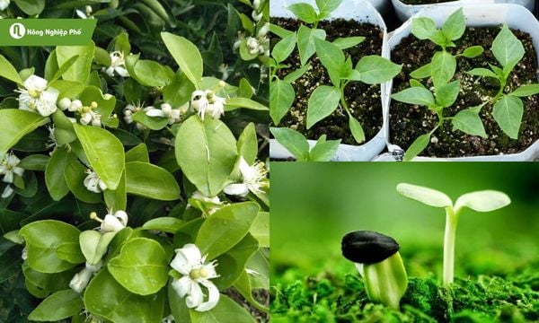 Mỗi giai đoạn sinh trưởng, phân gà và phân bò đều giúp cây phát triển