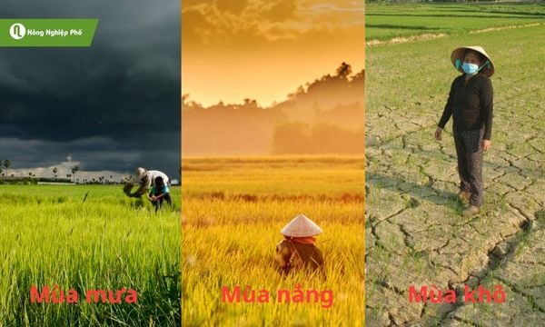 Tùy vùng khí hậu, điều chỉnh liều lượng phân bò và phân gà cho phù hợp