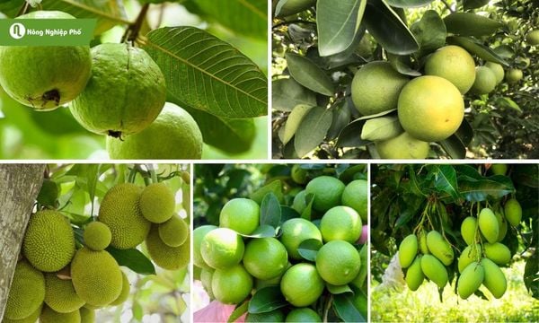 Phân bò giúp cây ăn quả tăng năng suất thu hoạch