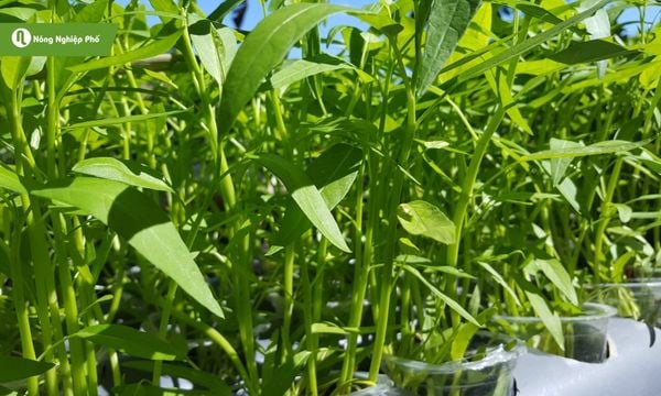 Một số bệnh thường thấy khi bà con trồng rau muống