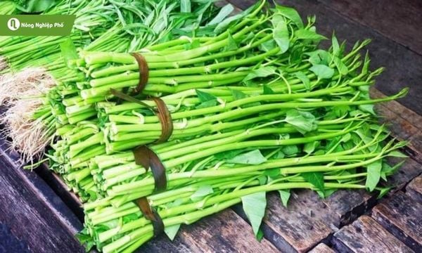 Phòng trừ sâu bệnh trên rau muống giúp tăng năng suất
