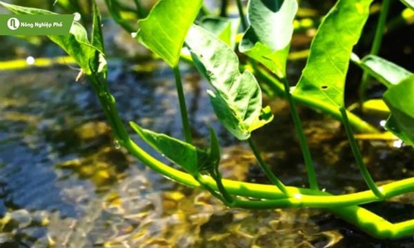 Những lưu ý giúp rau muống khỏe mạnh, phát triển tốt