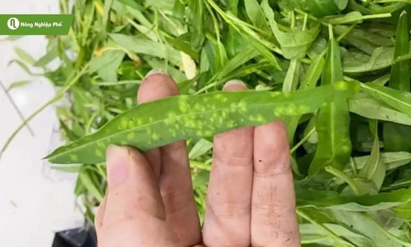 Lá mất màu xanh đặc trưng, xuất hiện đốm vàng là dấu hiệu rõ ràng của bệnh.