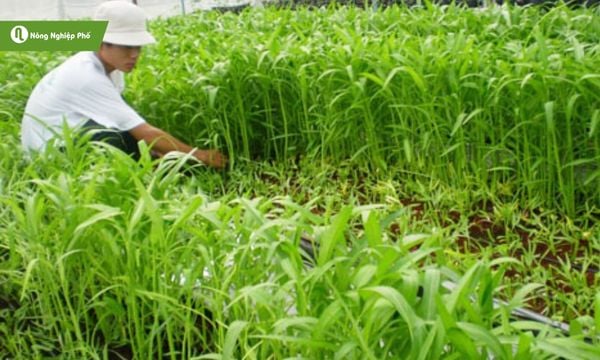 Áp dụng đúng cách khắc phục giúp rau muống phục hồi nhanh, xanh tốt trở lại.