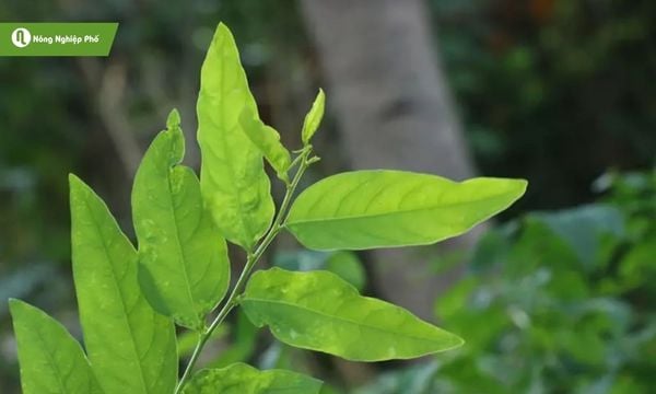 Dấu hiệu nhận biết khi rau ngót bị xoăn lá
