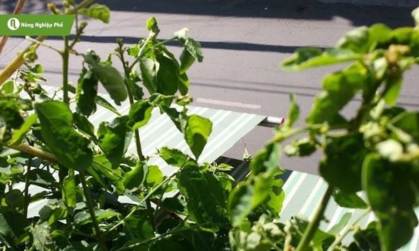 Có nhiều nguyên nhân khiến rau ngót bị xoăn lá