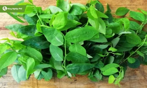 Chăm sóc và phục hồi rau ngót sau khi bị xoăn lá giúp tăng năng suất