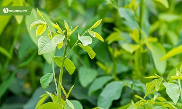 Phòng ngừa bệnh xoăn lá ở rau ngót