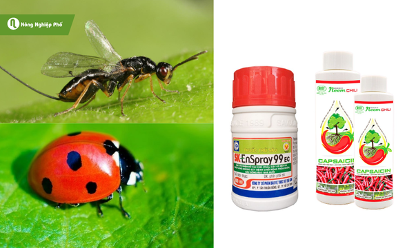 Một số biện pháp sinh học diệt trừ rầy xanh