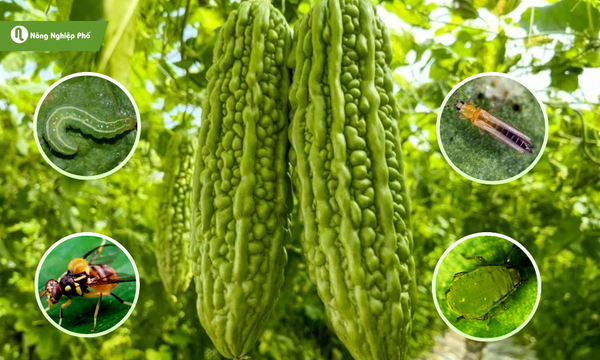 Các loại sâu hại mướp đắng (khổ qua) phổ biến