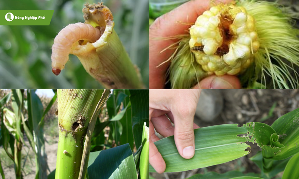 Phát hiện sớm để phòng ngừa sâu đục
