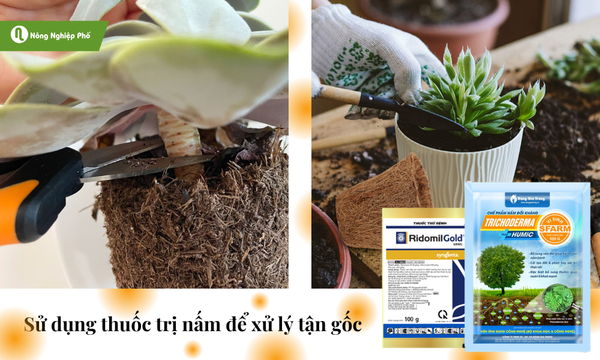 Cách trị nấm cho sen đá để hạn chế sự lây lan
