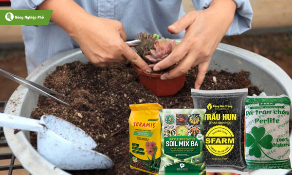 Phòng ngừa một cách hợp lý để sen đá không bị bệnh