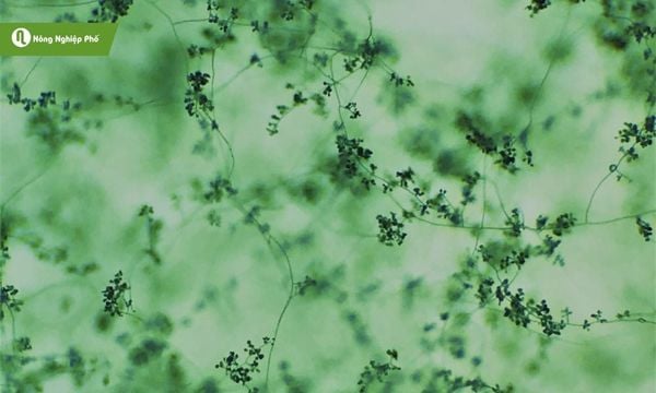 sử dụng nấm Trichoderma cho hoa lan