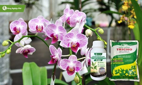 sử dụng nấm Trichoderma cho hoa lan