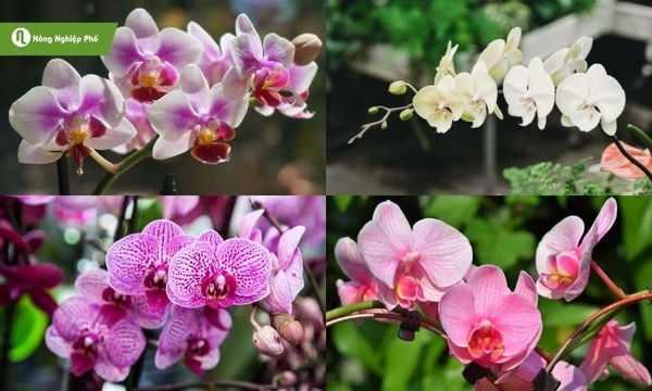 sử dụng nấm Trichoderma cho hoa lan