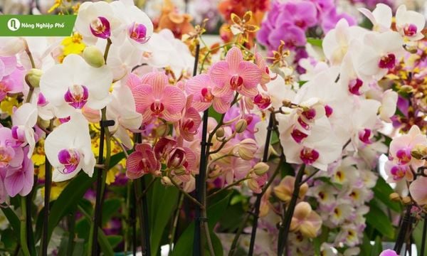 sử dụng nấm Trichoderma cho hoa lan
