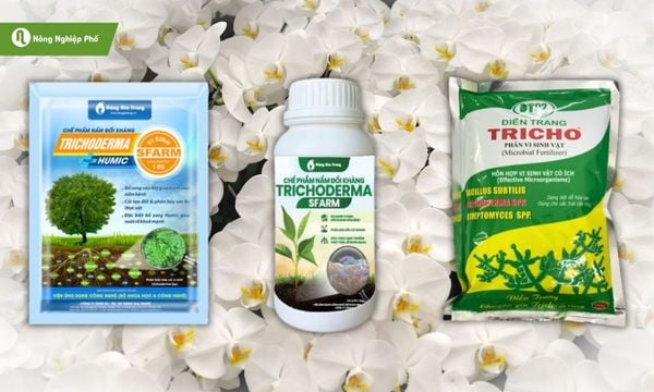 sử dụng nấm Trichoderma cho hoa lan