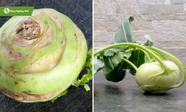 Củ su hào bị nứt dễ bị vi khuẩn tấn công