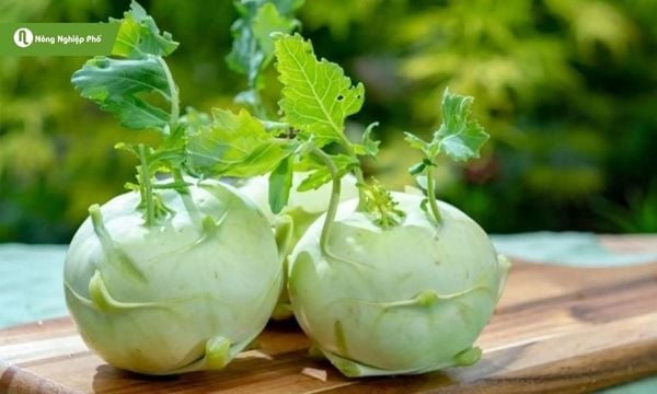 Su hào đạt chuẩn chất lượng