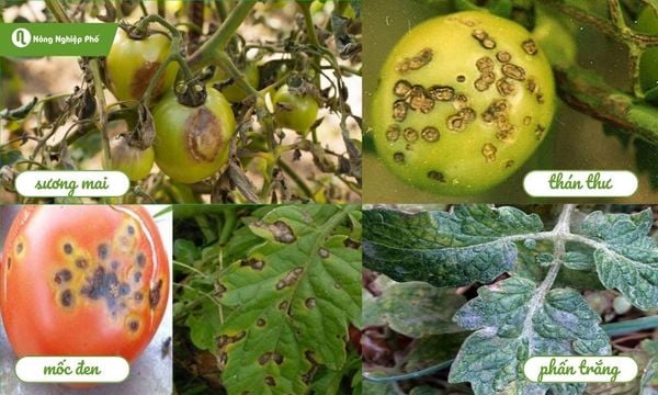 Các loại bệnh do nấm ở cà chua
