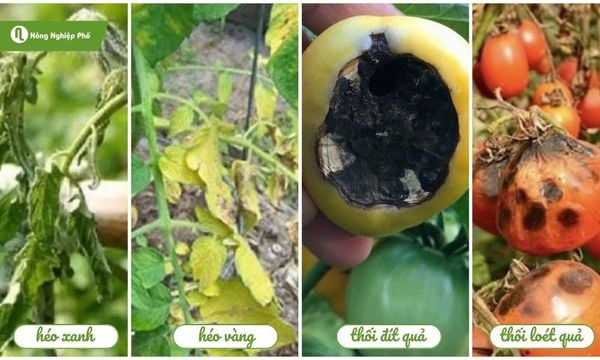 Các loại bệnh vi khuẩn làm giảm năng suất và chất lượng cà chua