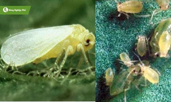 Rầy mềm và rầy phấn trắng truyền virus gây hại cà chua