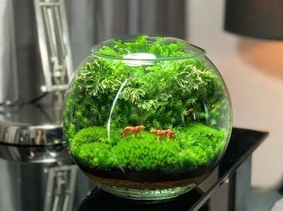 Terrarium