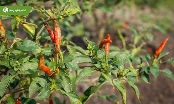 Bệnh thán thư khiến trái ớt bị lõm đen, nhanh chóng hư hỏng.