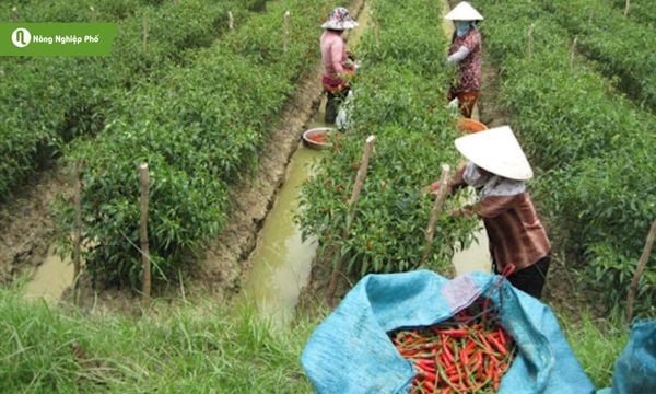 Bệnh thán thư do nấm Colletotrichum spp. gây ra và gây lan nhanh.