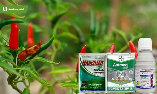 Các loại thuốc hóa học giúp phòng và trị hiệu quả bệnh thán thư trên cây ớt.
