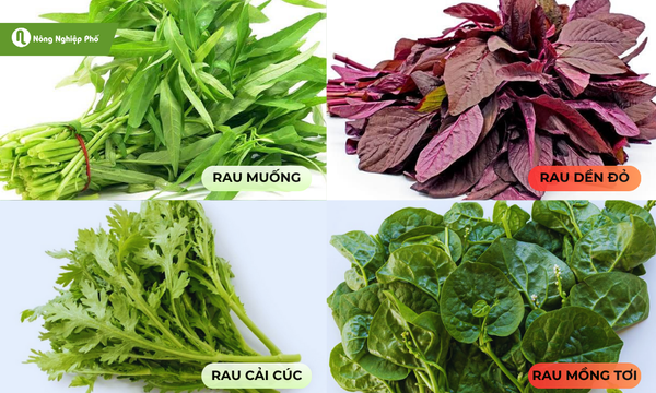tháng 7 trồng rau gì