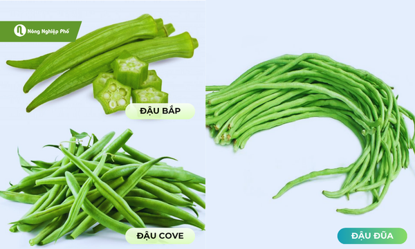 tháng 7 trồng rau gì