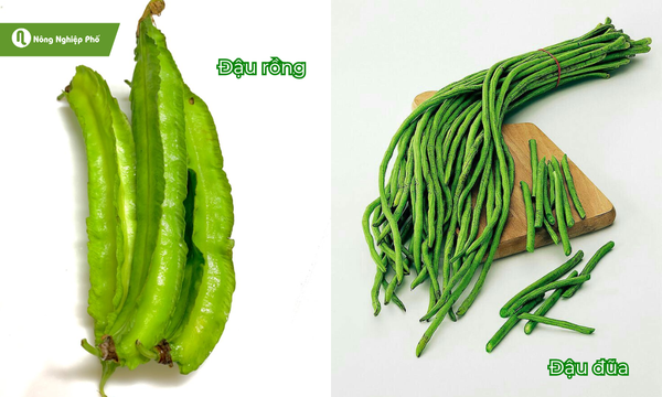 Cây họ đậu dễ sinh trưởng, ít sâu bệnh