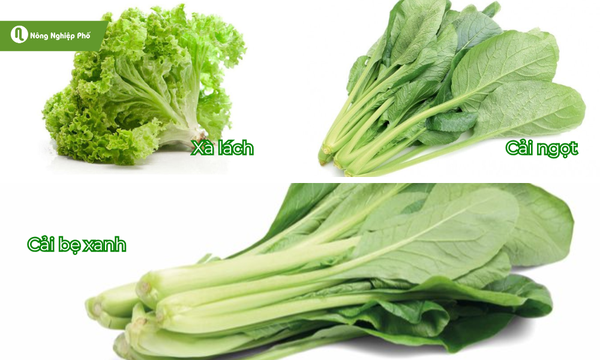 Nhóm rau ăn lá giàu chất dinh dưỡng và quen thuộc với gia đình Việt