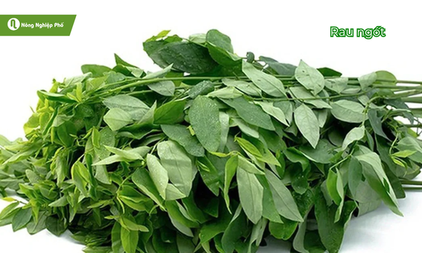 Rau ngót tốt cho sức khỏe, lợi tiểu và giải độc