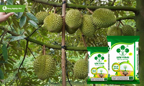 Bón lân đúng thời điểm giúp sầu riêng sinh trưởng tốt