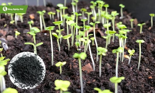 Xử lý đúng cách và sử dụng hiệu quả trấu hun giúp cây phát triển tốt