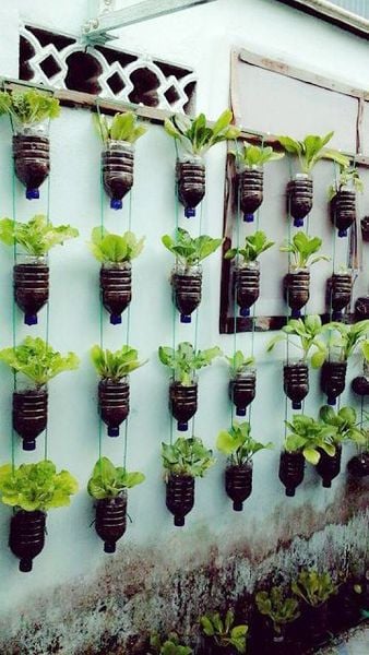 20 ý tưởng làm vườn rau quả tại nhà bằng chai nhựa (phần 2) - Nông Nghiệp Phố