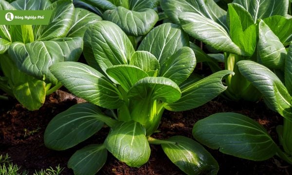 Cải thìa phù hợp để trồng xen lẫn với các loại rau gia vị