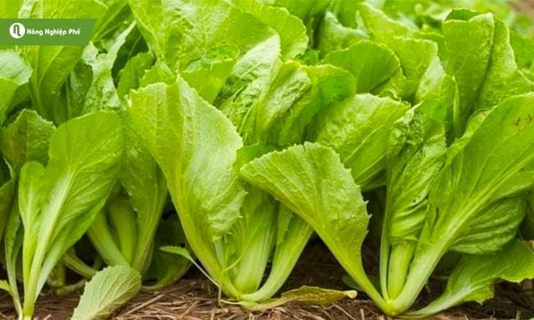Cải bẹ xanh dễ trồng trên ban công