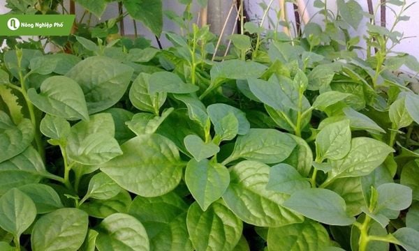 Rau mồng tơi cũng nằm trong các loại rau dễ trồng ở ban công