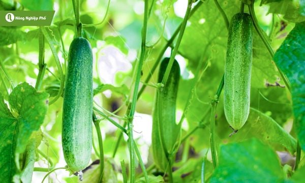 Trồng dưa leo dễ dàng thu hoạch